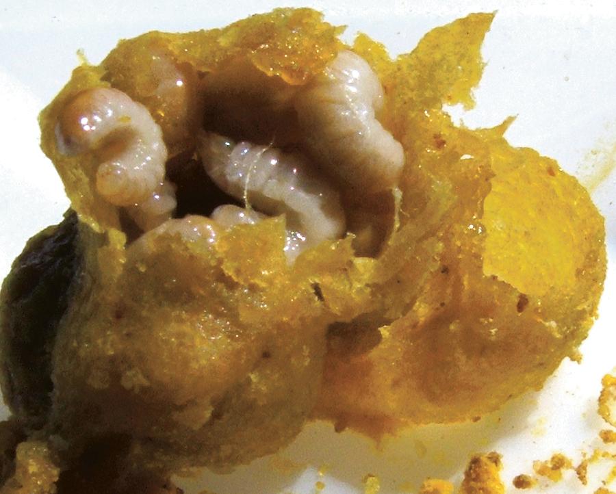 Bumble bee larvae inside a wax chamber.