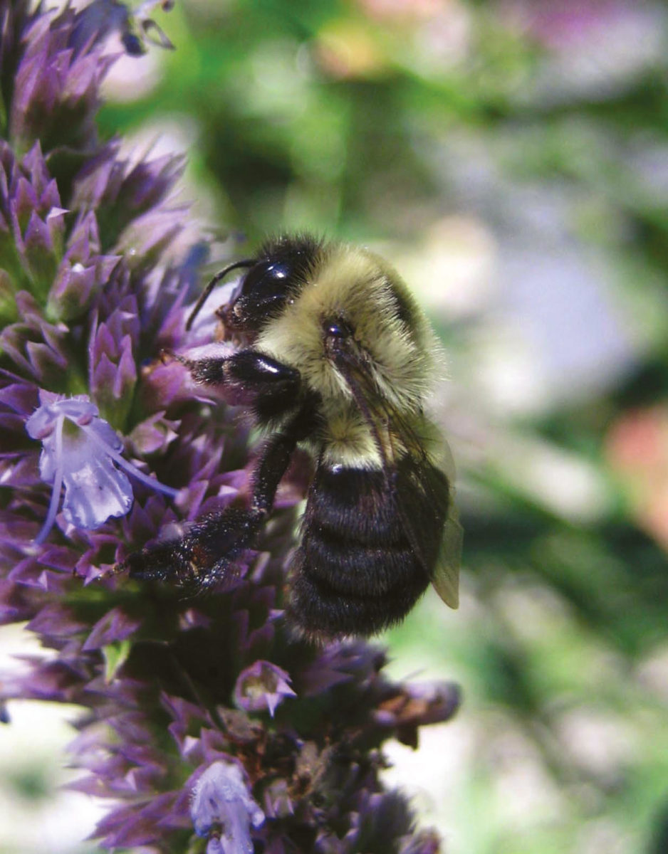 Bombus impatiens on a lavender plant
