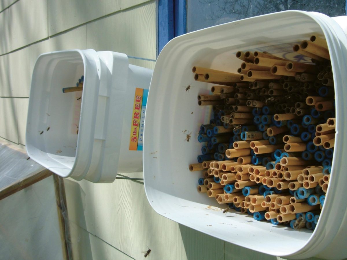Bamboo nest tubes.