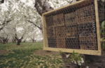 A typical mason bee nest shelter in a blooming cherry orchard.