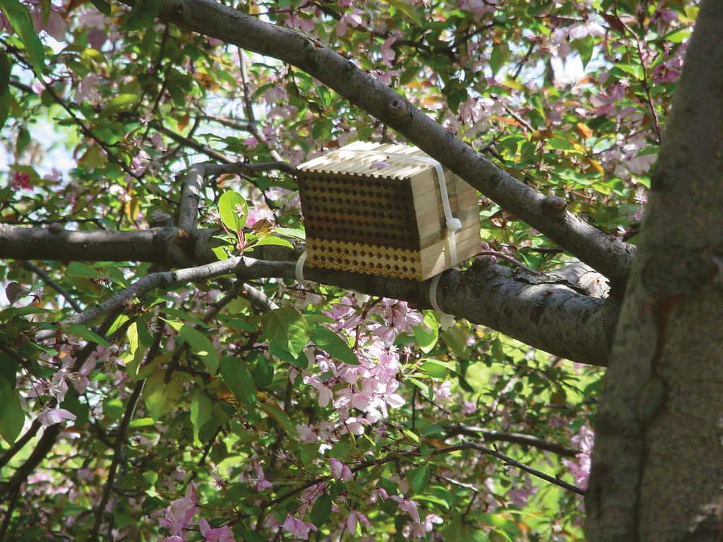 This nest consists of a series of grooved boards bound together to form a solid block.