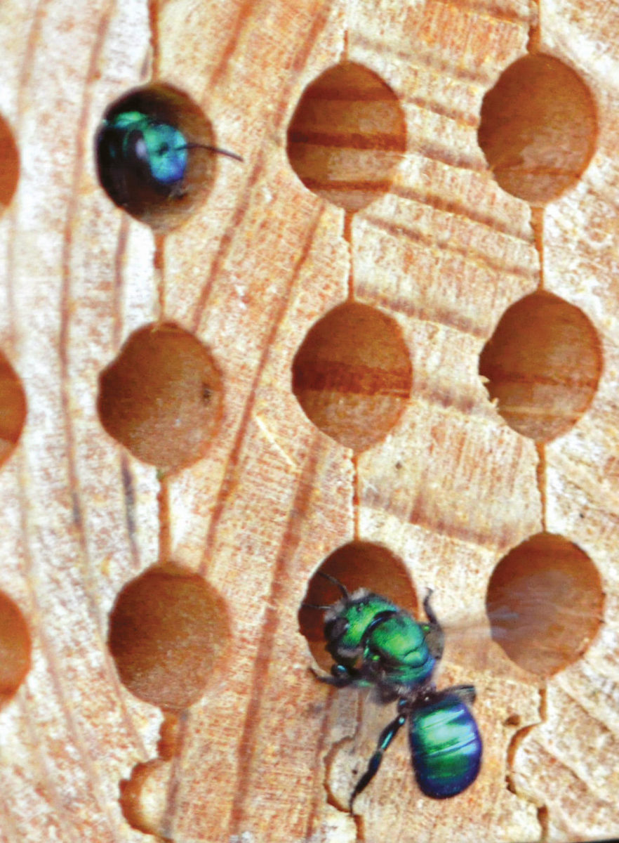 Osmia aglaia nesting in grooved board nests.