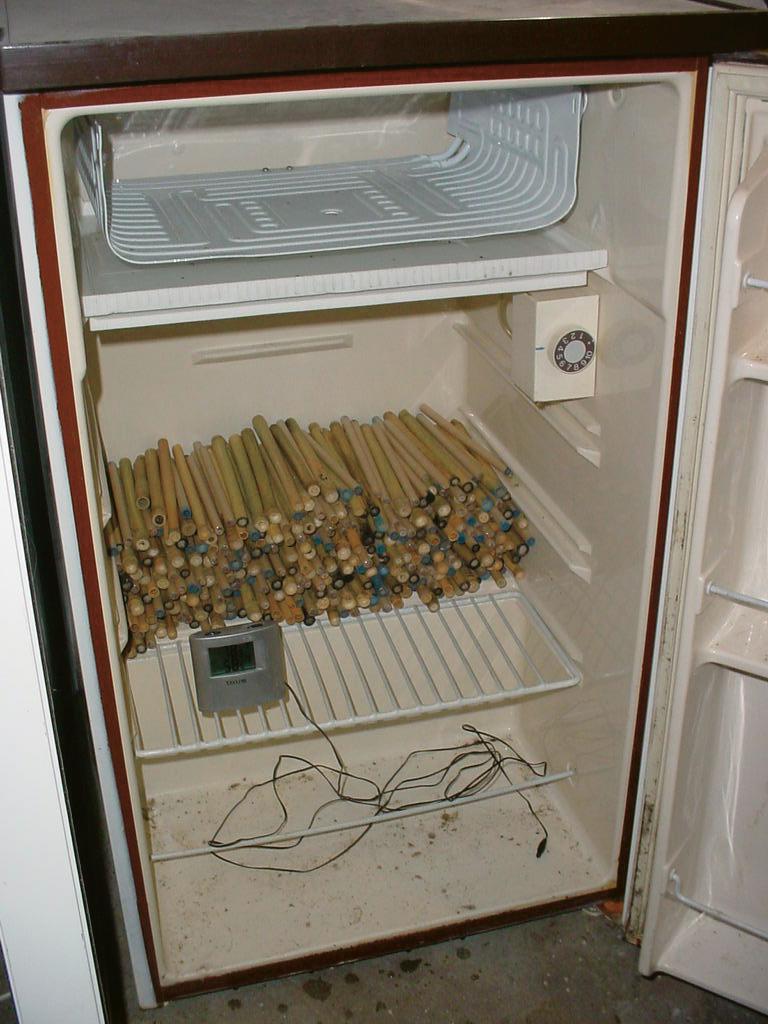 Dormant adult bees in filled nest tubes in refridgerator.