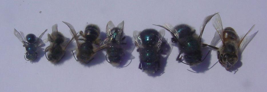 Size comparison from left to right: Osmia atriventris, O. cornifrons, O. cornifrons, O. lignaria, O. lignaria, O. lignaria, Apis mellifera