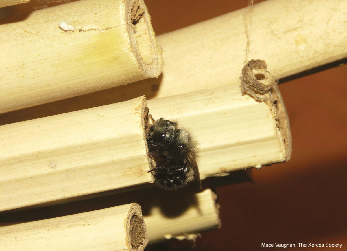 A female blue orchard bee (Osmia lignaria) closes the entrance to her nest with mud.