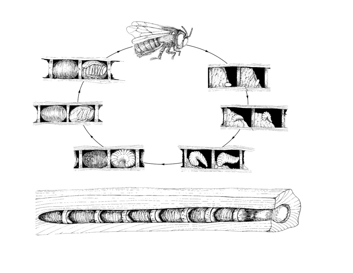 Lifecycle pic