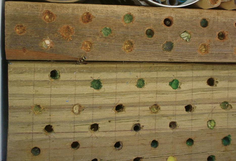 Leafcutter bees in wood.