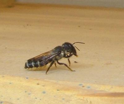 Sunflower leafcutter bee, Megachile pugnata.