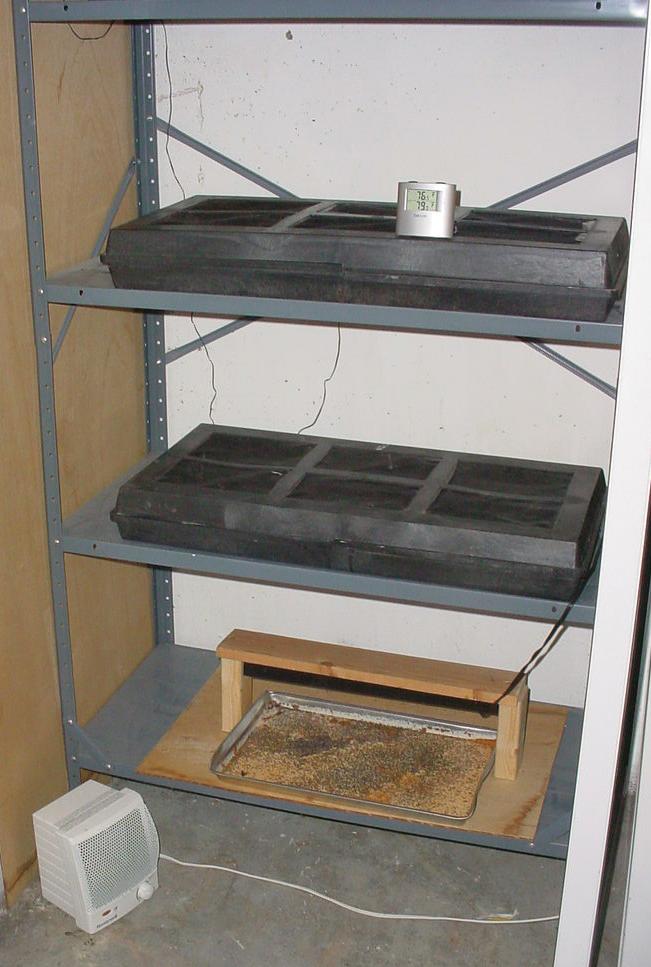 basement incubator on a metal shelf
