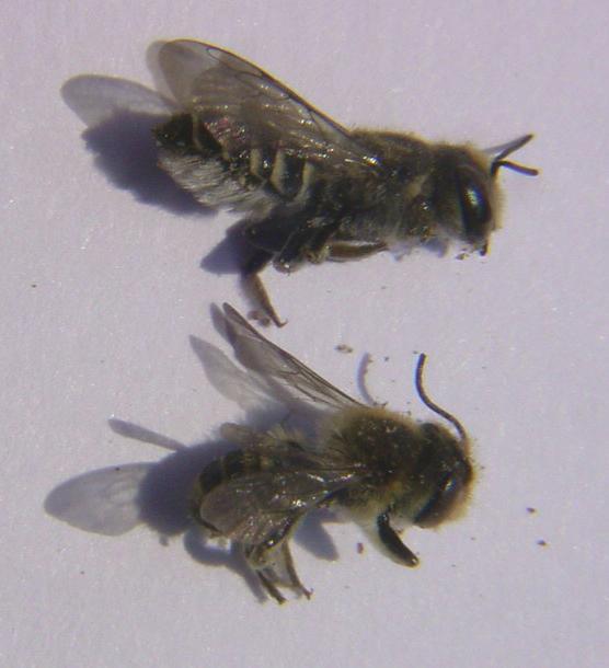 Male and female alfalfa leafcutter bees.