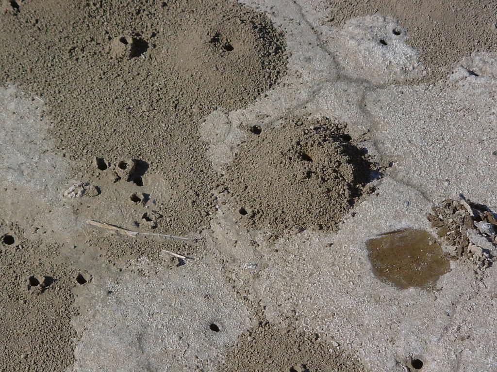 Alkali bee nest sites