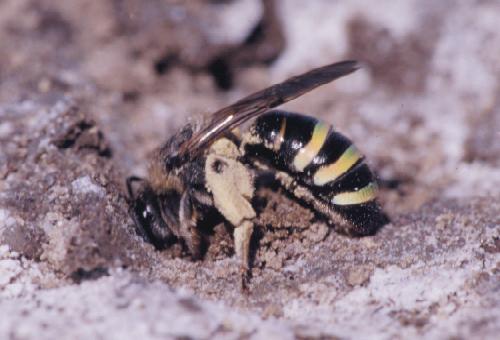The alkali bee