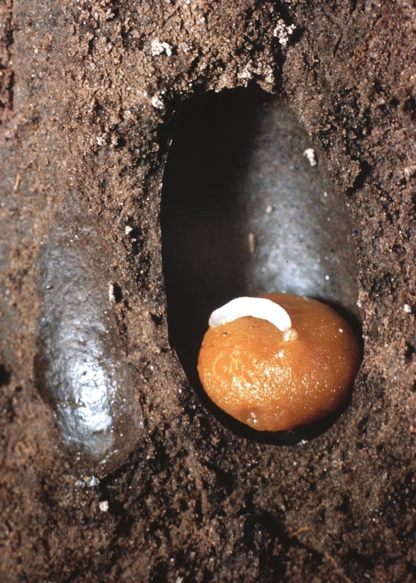 Brood cell with N. melandera egg laid on a pollen ball