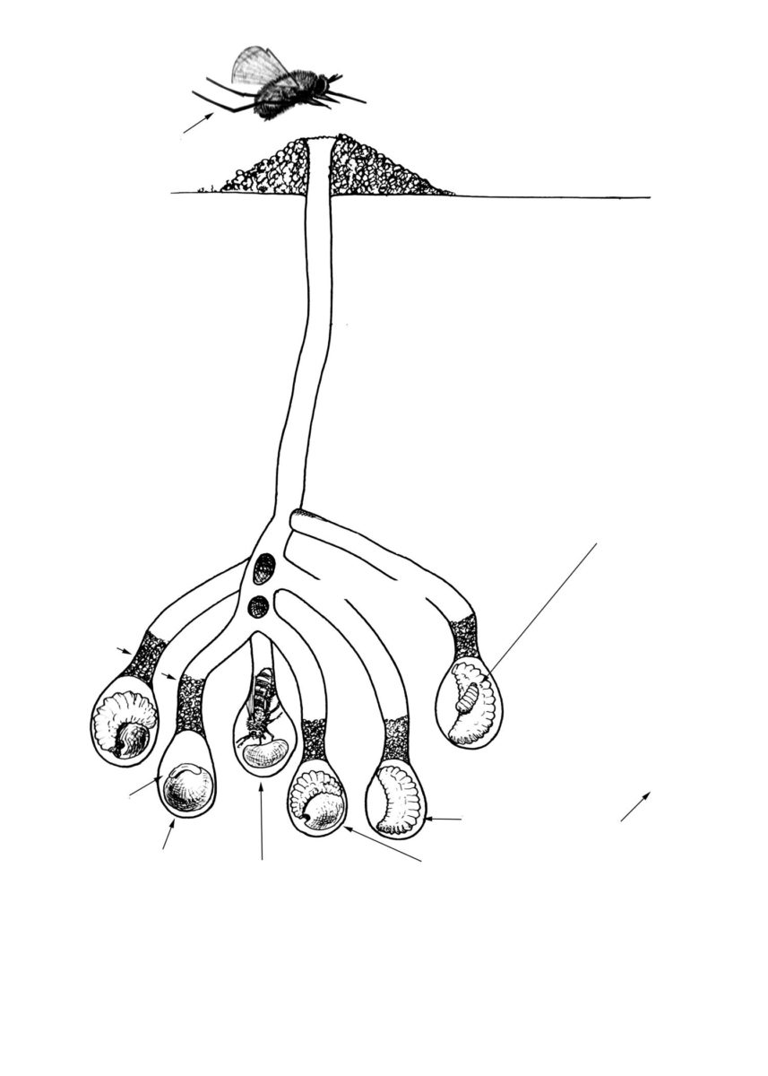 Cross section of a typical alkali bee nest