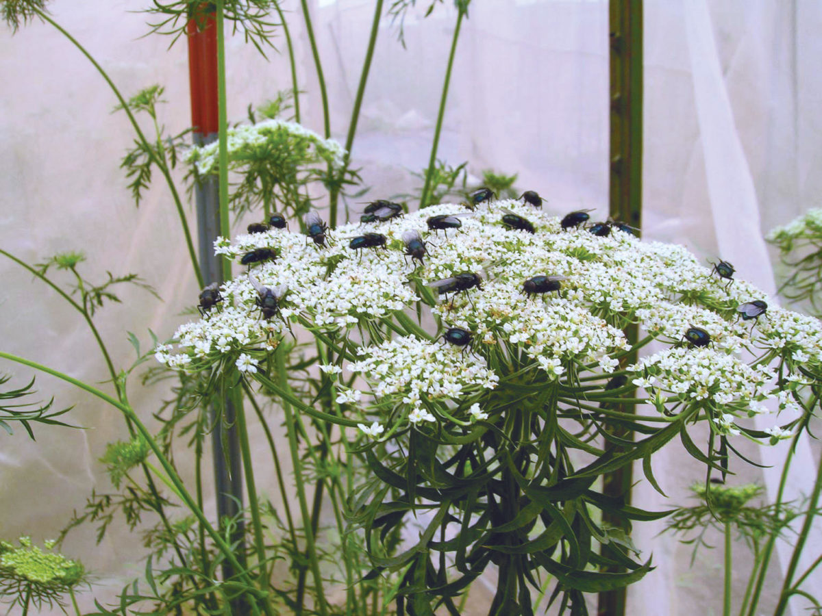 Blue bottle flies on carrot flowers.