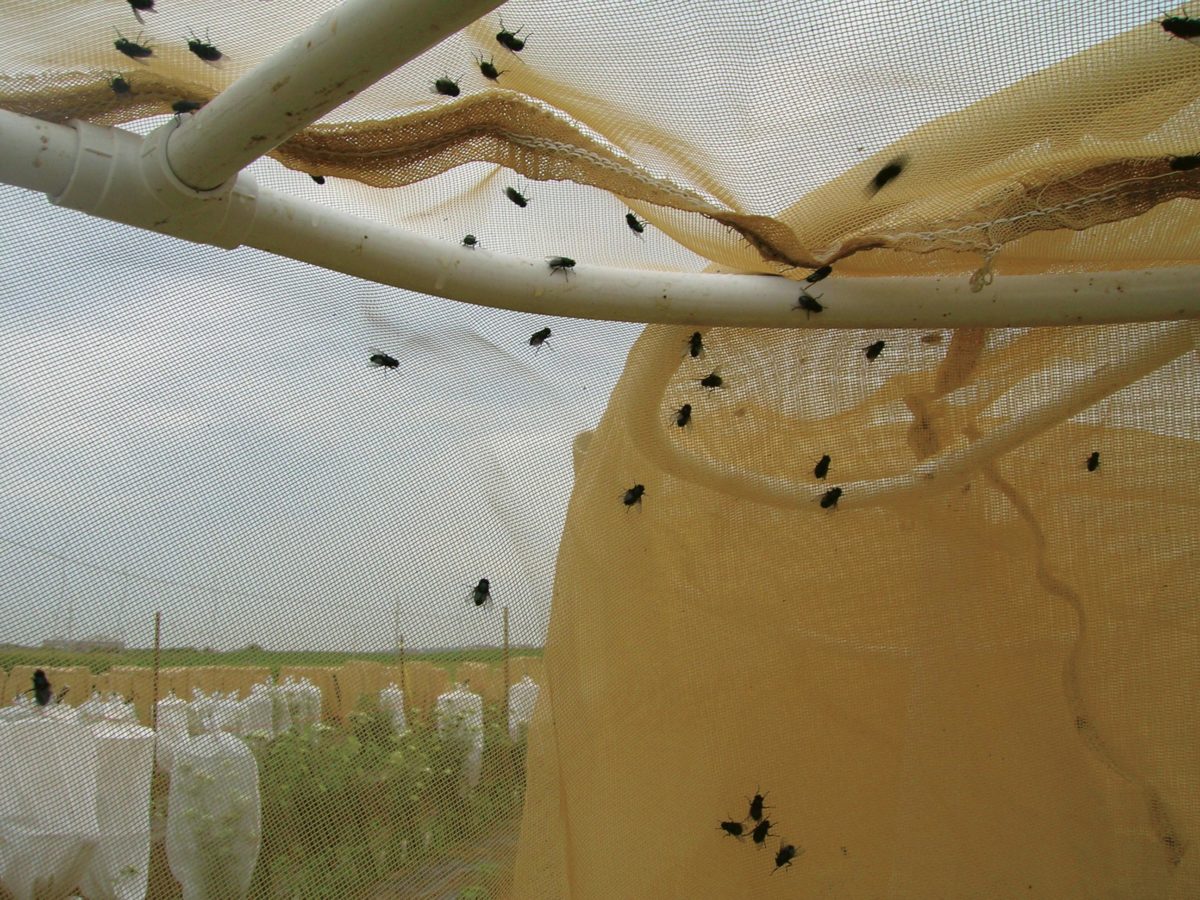 Blue bottle flies