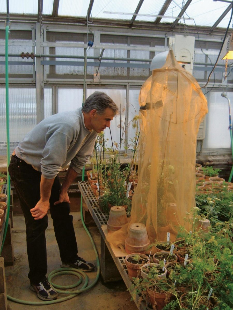 Rob Kane observing flies pollinating a carrot plant in his vegetable breeding greenhouse.