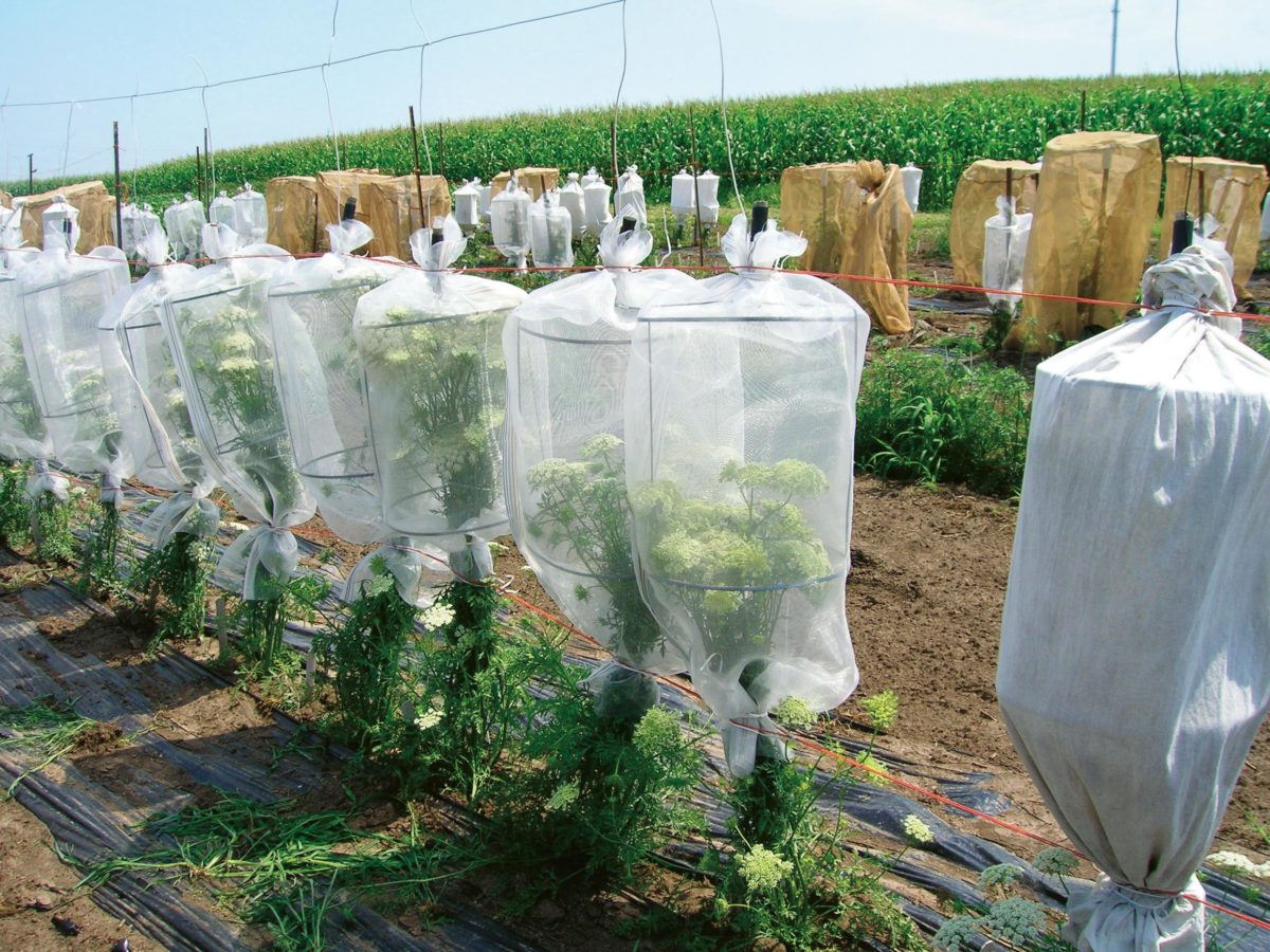 Small pollination cages