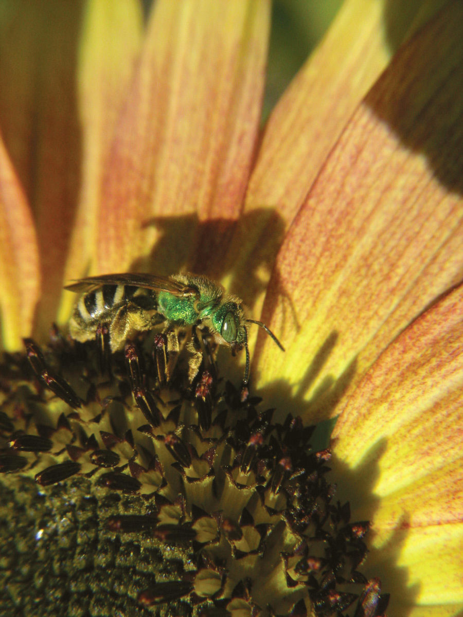 Ground-nesting native bees.
