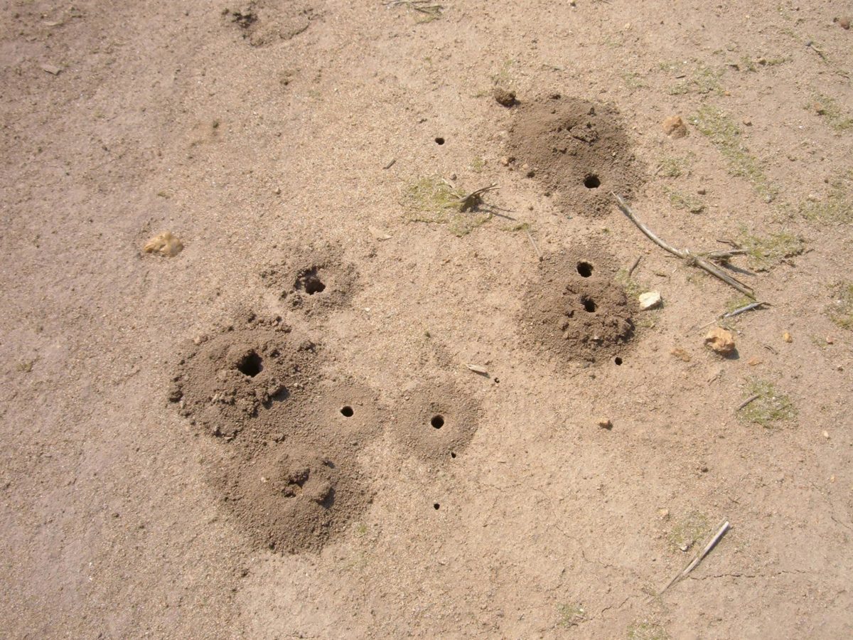 Holes in the ground.