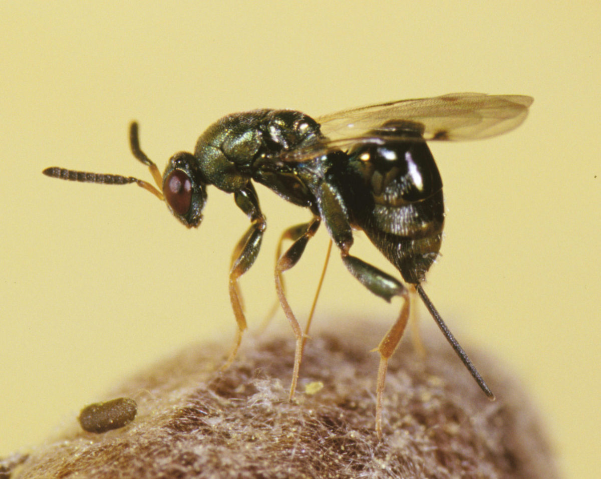 Adult female chalcid wasp, Monodontomerus.