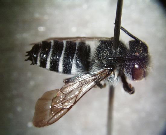 Coelioxys sp. prepped for examination