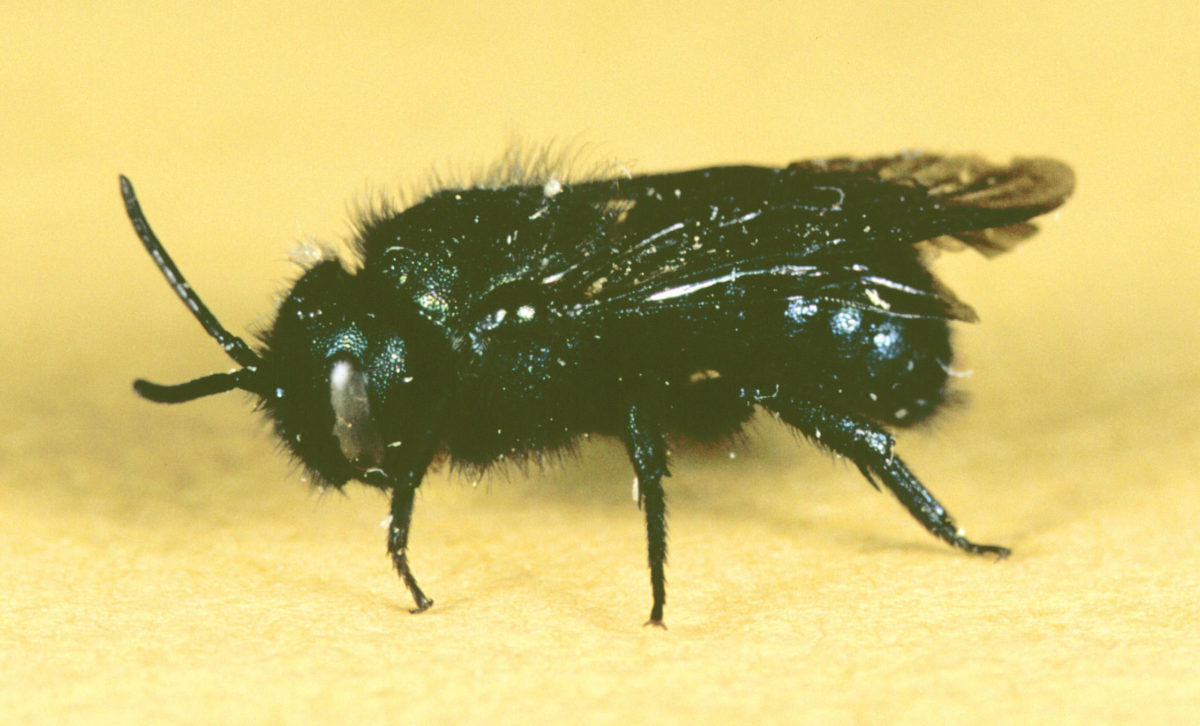 Stelis montana, a cleptoparasitic (or “cuckoo”) bee.