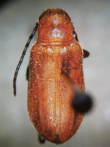 Adult brown blister beetle, Nemognathus vittigera.