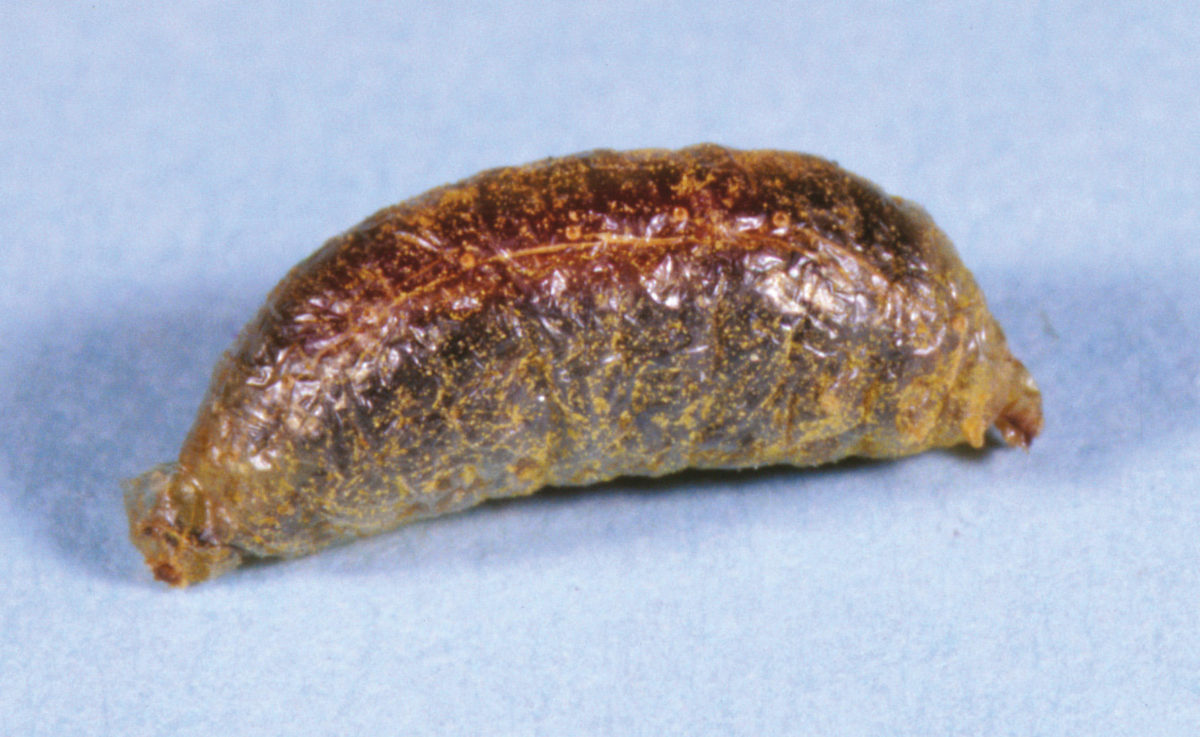 Wintering adult blister beetle, Tricrania stansburyi, enclosed within its cocoon-like coarctate.