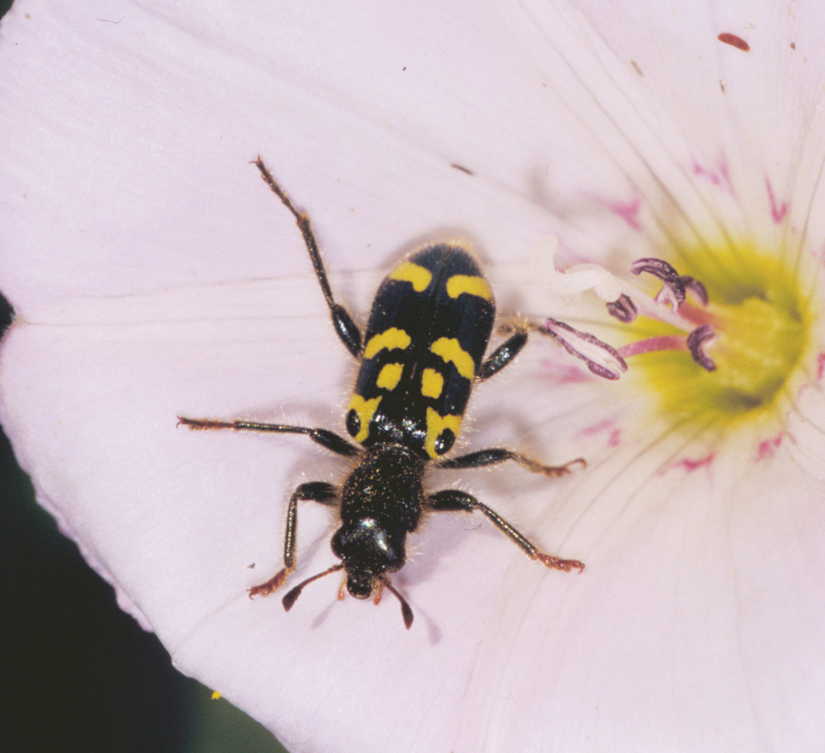 Adult checkered flower beetle.