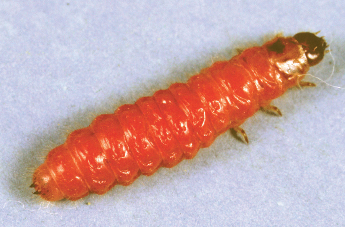Checkered flower beetle, Trichodes ornatus, fully grown larva.