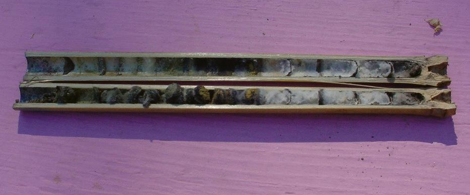 A bamboo Osmia nest tube split lengthwise to reveal chalkbrood cadavers in the innermost cells.