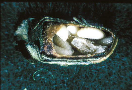 Chalcid wasp larvae inside a leafcutter bee cell.