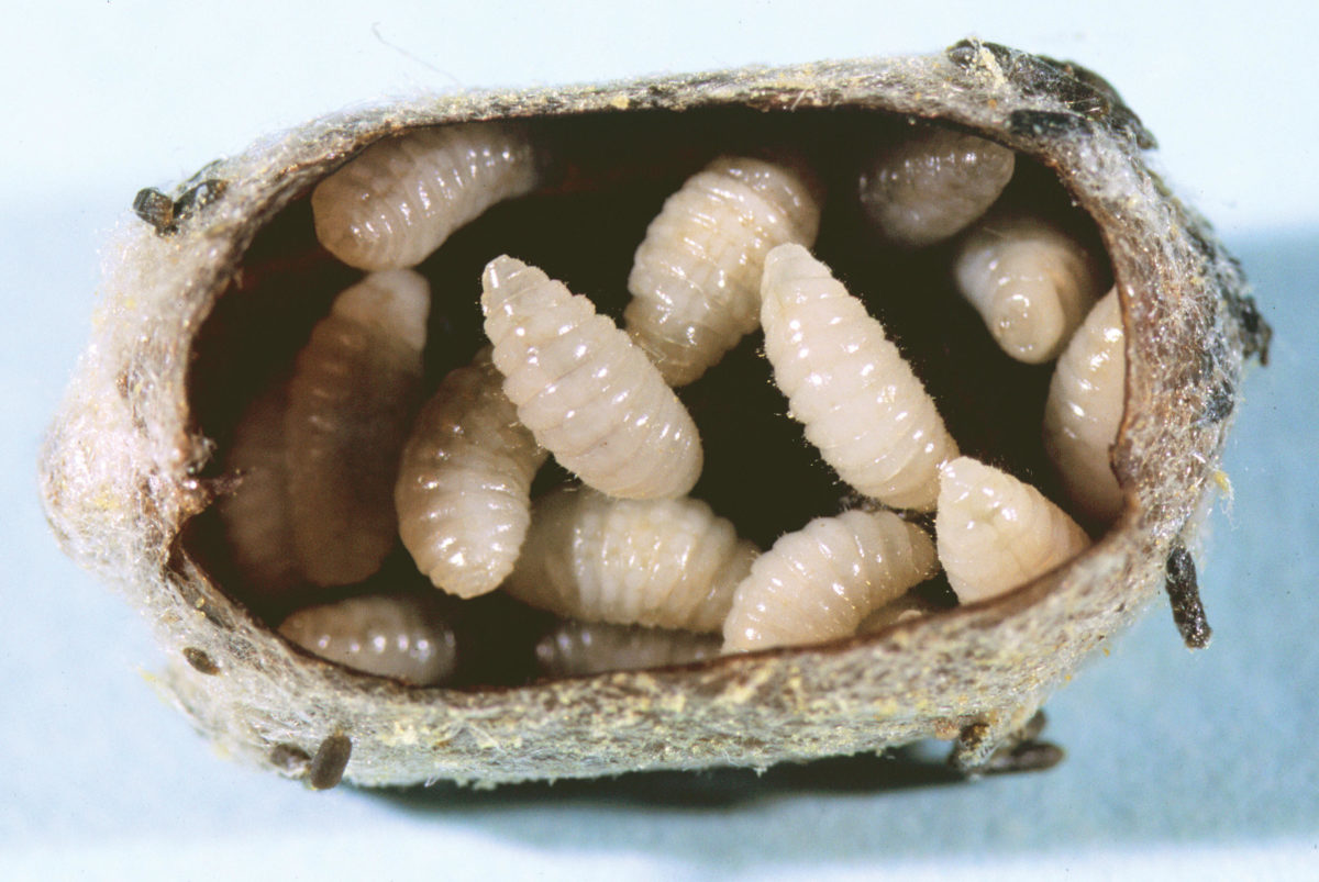 Infested blue orchard bee cocoon opened to show Monodontomerus larvae