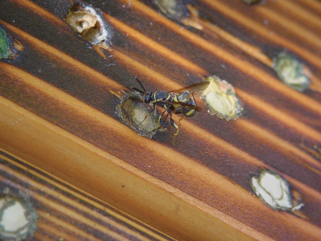 Leucospis affinis ovipositing into a leafcutter bee nest.