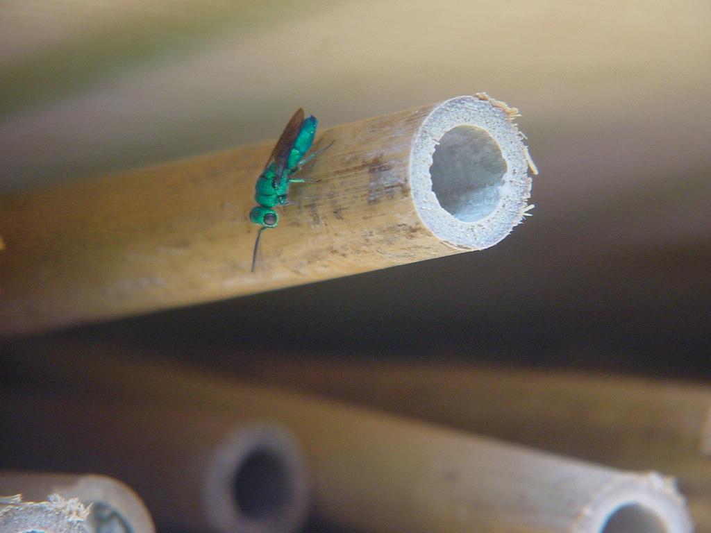 A female Chrysura sp. wasp waiting for its opportunity to lay eggs in a bee nest.