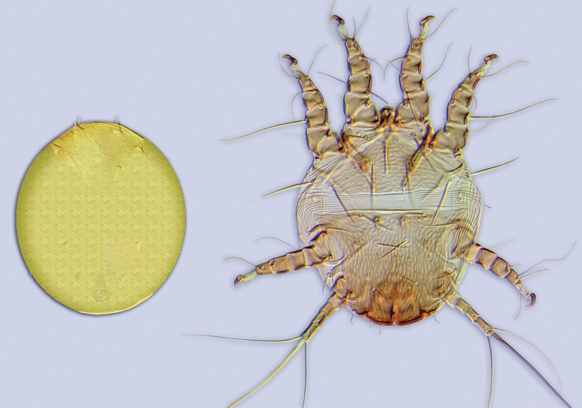 Nonmigratory, and migratory stages of the hairy-fingered mite (Chaetodactylus krombeini).