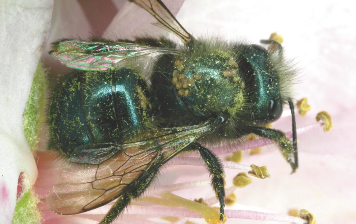 A blue orchard bee with hairy-fingered mites attached to the thorax.