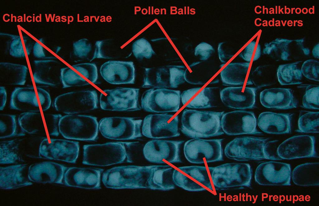 A close-up X-ray image of leafcutter cells.