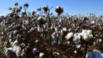 white cotton growing in a field