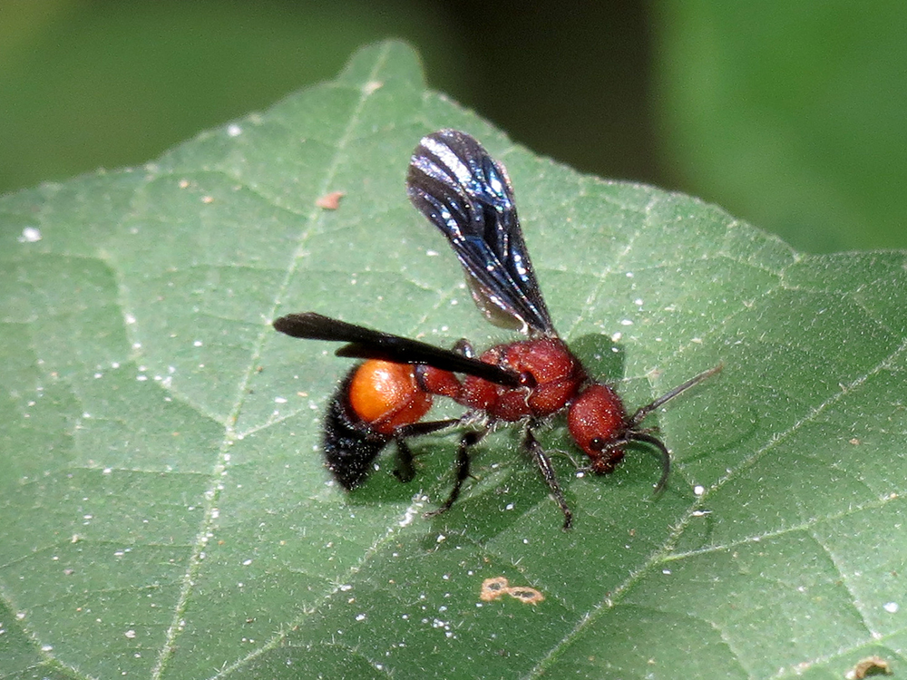 Male velvet ant