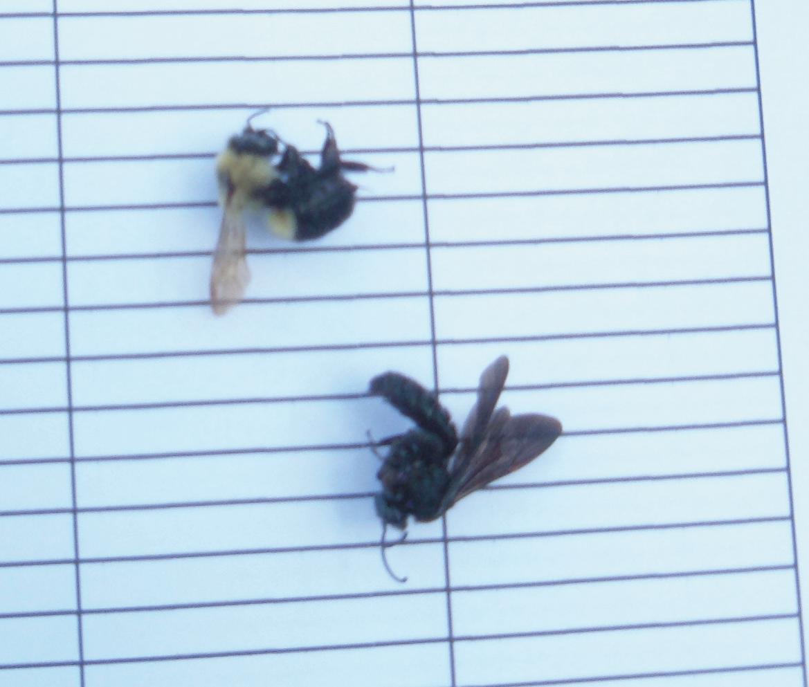 Bees killed by pesticide poisoning in an agricultural field.