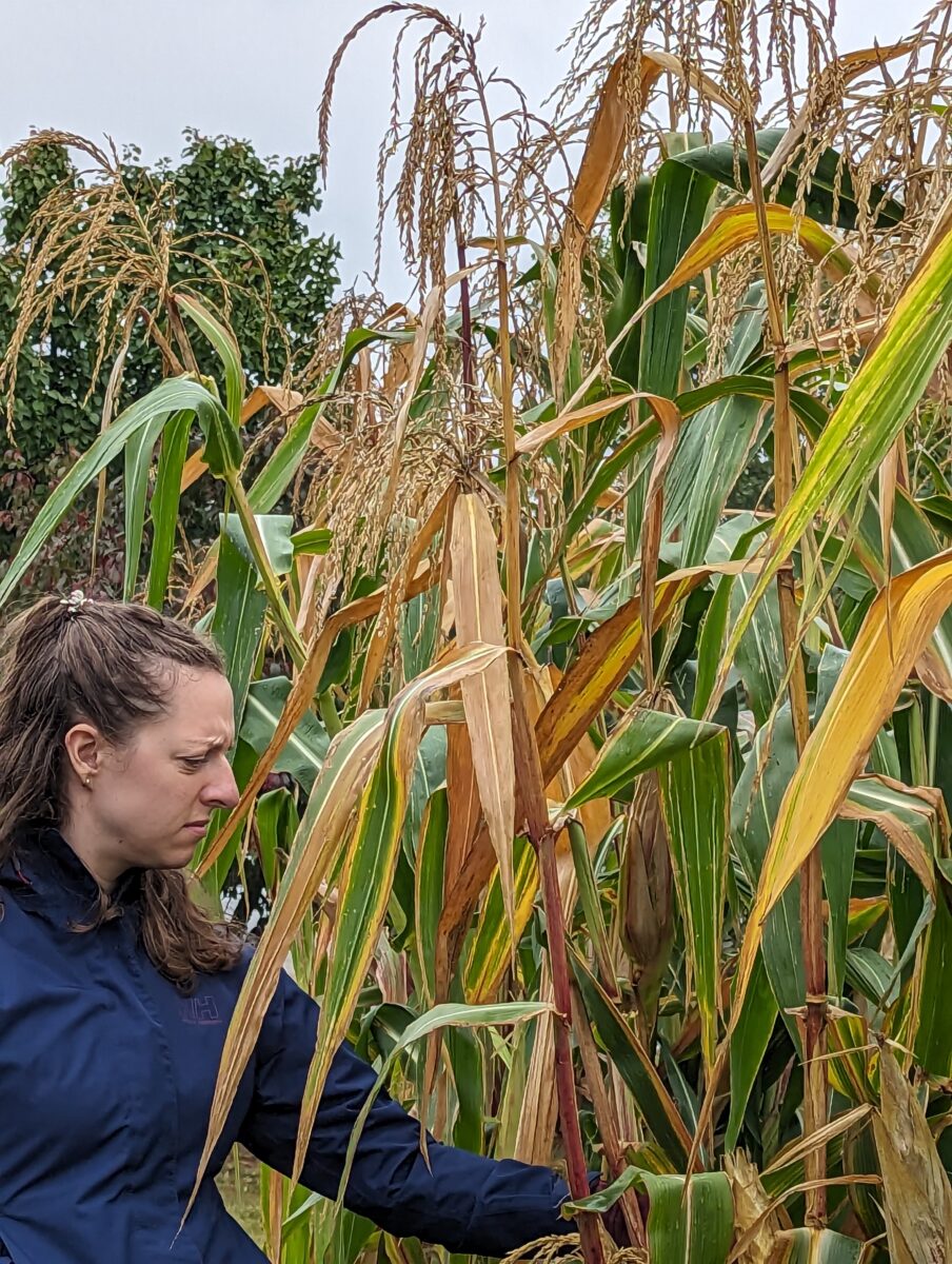A woman in a blue coat examining corn plants.