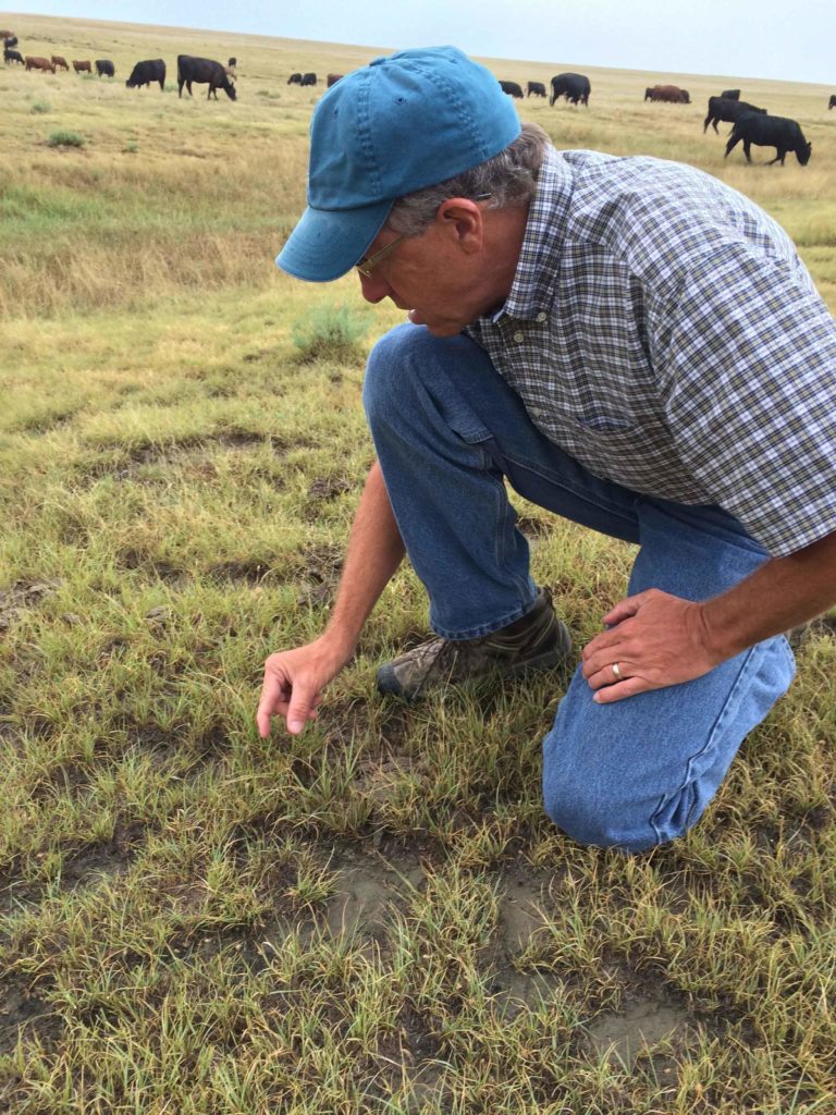 Man kneeling and looking at pasture grass Man kneeling and looking at pasture grass