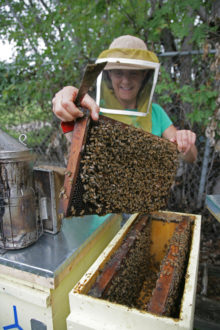 Marla Spivak opening a bee box.