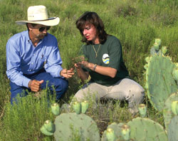 Martha Artega, NRCS public affairs specialist, and Joel Torres, NRCS district conservationist, survey rangeland quality near Zapata, Texas.
