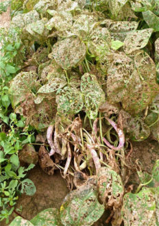 Mexican bean beelte damage. Photo credit: Virginia Tech