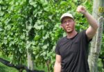 A man in a hat standing in a vineyard holding up a cluster of green grapes