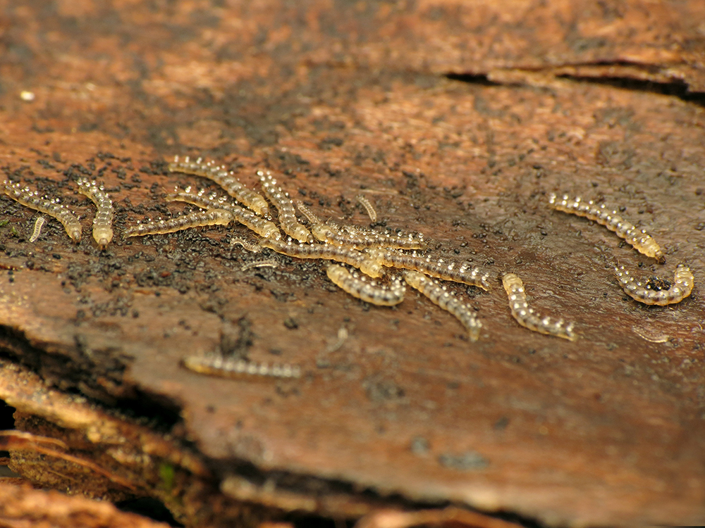 14 Nonbiting midge larvae white and gray wormlike on a brown stone.