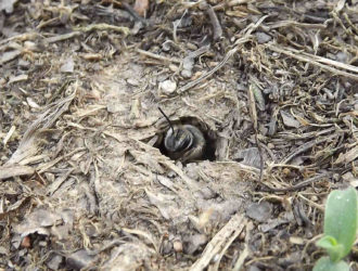 Mining bee Mining bee in a hole in the ground